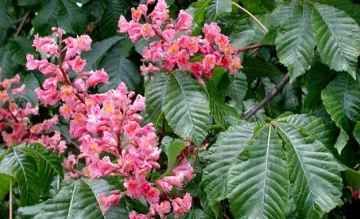 Акт за собственик на заведение, премахвал кестени на бул. "Витоша" в София