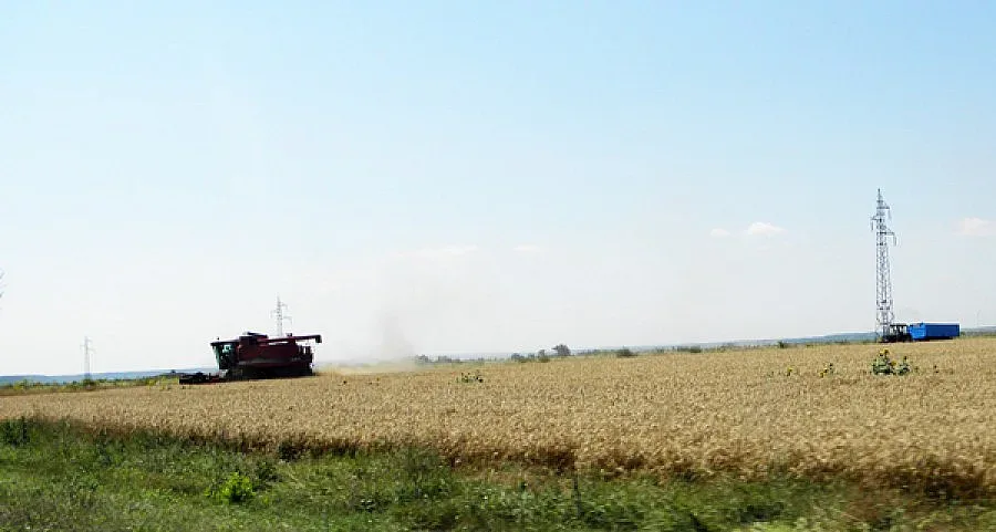 Слънчоглед и царевица съхнат заради сушата