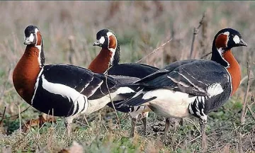 Дете в България получава 455, гъска - 746 лева