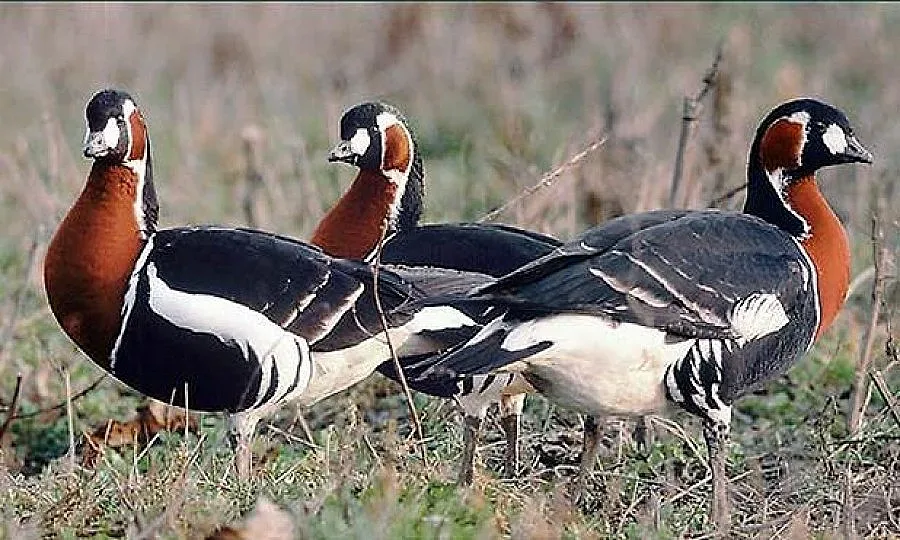Дете в България получава 455, гъска - 746 лева