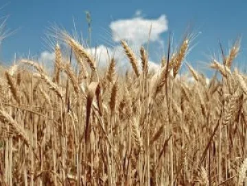 Земеделци блокират Добричко