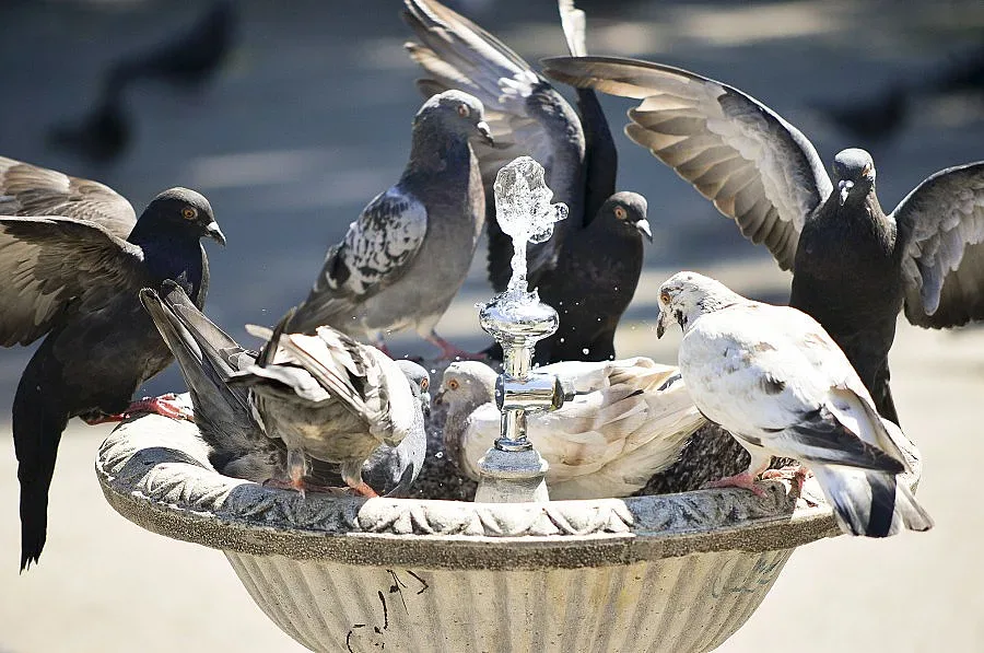 Нищо ново - жега