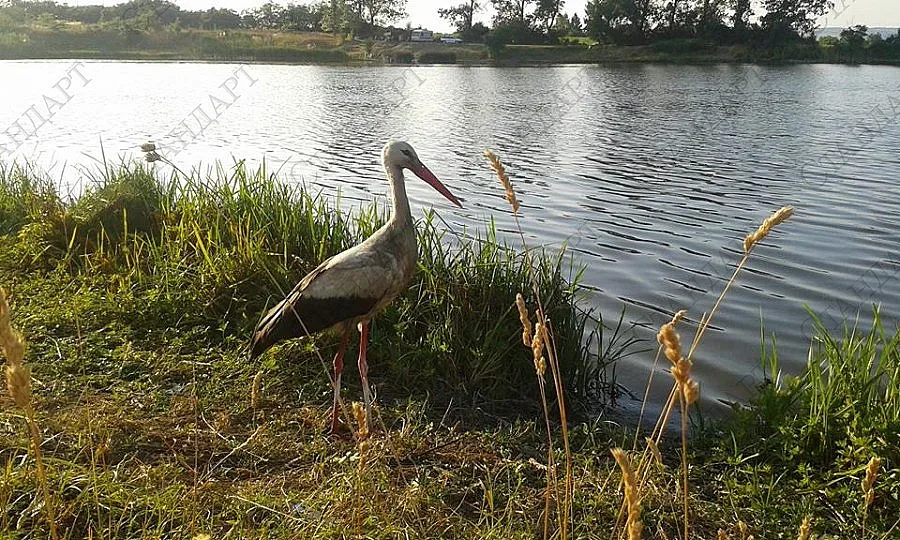 Най-много щъркели свили гнезда в Дулово