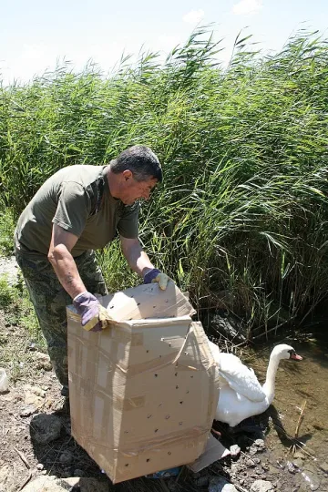 Спасиха ням лебед край утайници в Бургаско