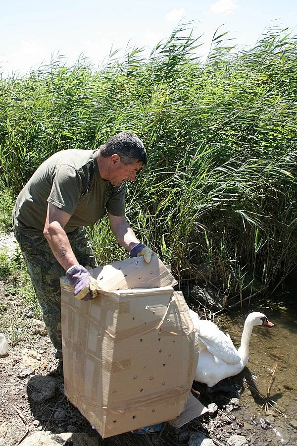 Спасиха ням лебед край утайници в Бургаско