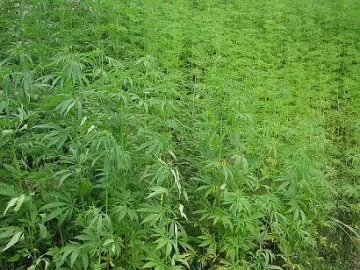 Жътвата на канабис не спира в Петричко