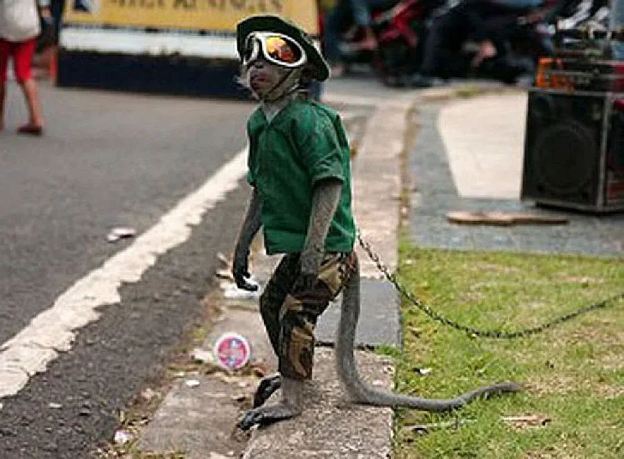 Конфискуват маймунки в Слънчев бряг