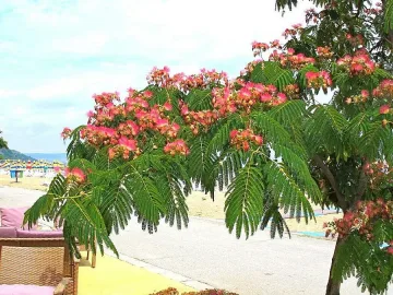 Копринено дърво цъфти в Албена  