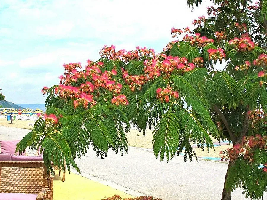 Копринено дърво цъфти в Албена