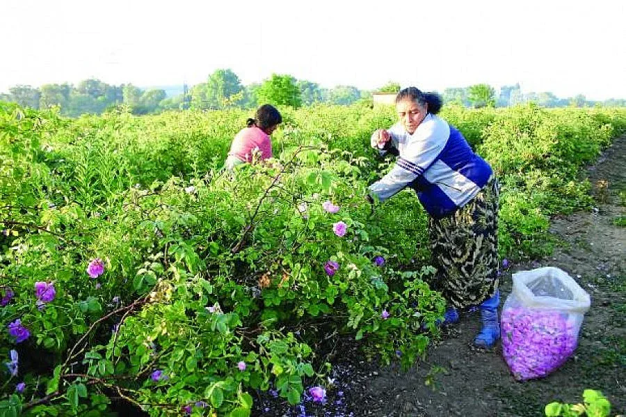 От днес Берачите с договор за ден