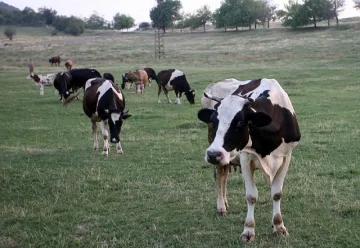 Трима от Провадия яли месо от заразената с антракс крава
