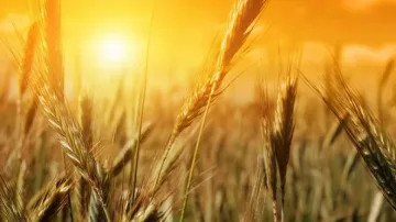 Закриха Националната служба по зърното