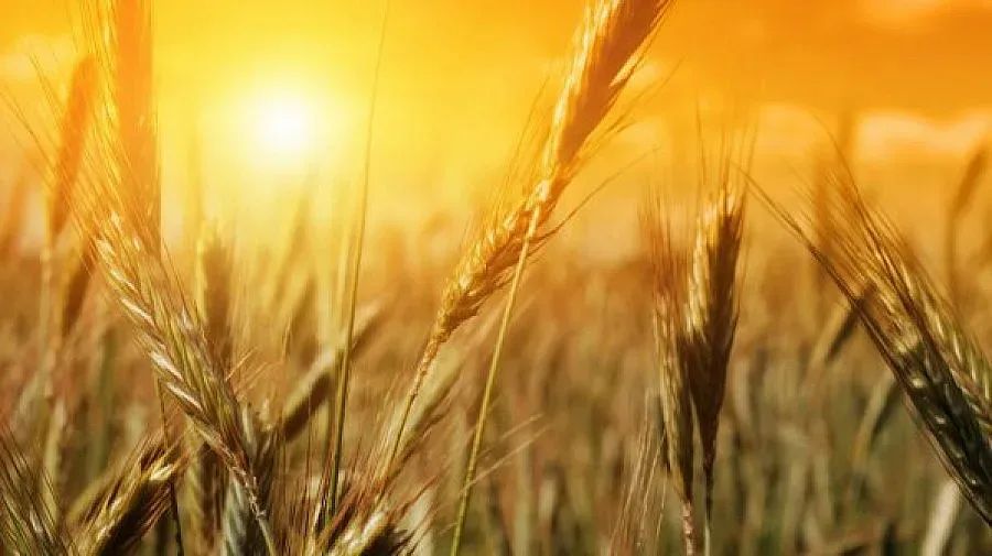 Закриха Националната служба по зърното