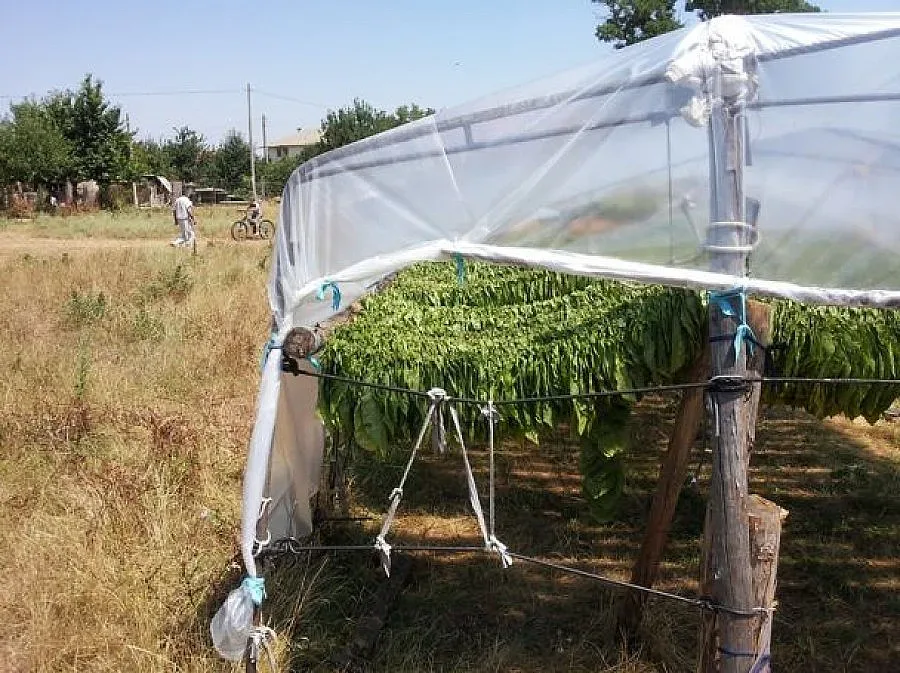 Нова вълна гурбетчии при ниска цена на тютюна