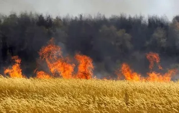 10 дка с пшеница изгоряха при пожари