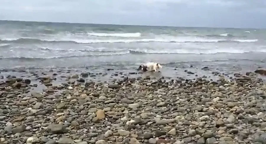 Куче спаси делфинче (ВИДЕО)