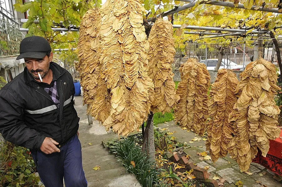 Комисии решават спорове за качеството на тютюна