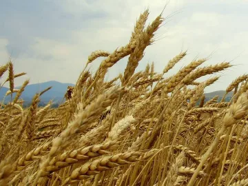 Жътвата в Плевенско приключва до десетина дни