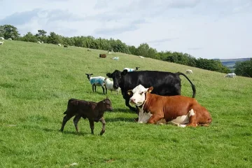 Спешно заседание заради опасна болест по едрия добитък