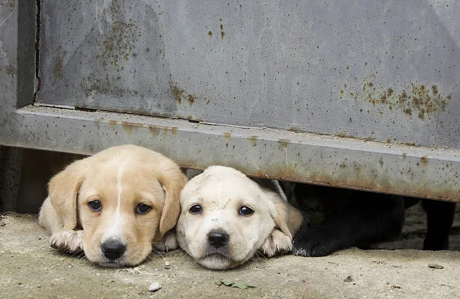Борят популацията на безстопанствените кучета с програма