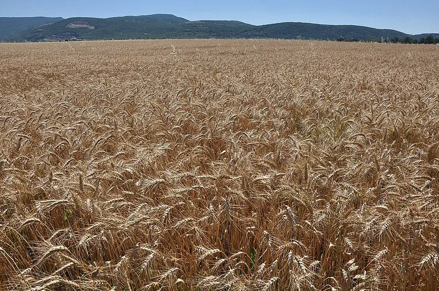 Зърното за хляб тръгва с цена от 300 лв. за тон