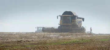 Скъпият долар сваля  цената на житото