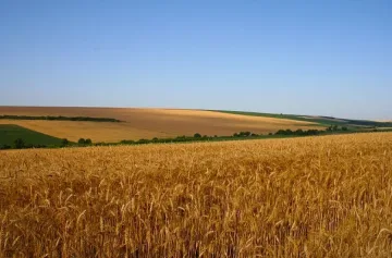 Опожариха нивите на мастити бизнесмени