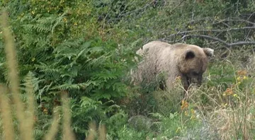 Мечка уби прасе и две овце в смолянско