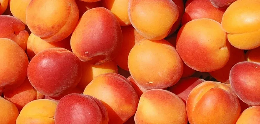 Тутракан стана столица на кайсията