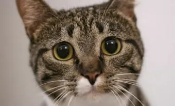 Котарани ще си оспорват Купата на Балканите край морето