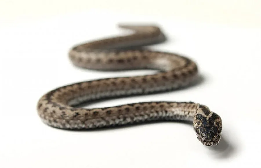 Змия влезе в заведение в Кърджали