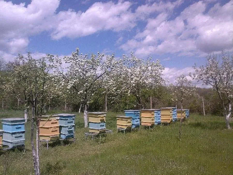 Пчелари от Кърджалийско настояват за по-високи субсидии
