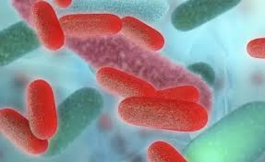 Бум на салмонела във Варна 