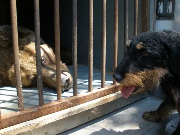 Имало и щастливи мечки