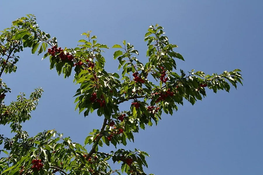 Италианец съветва черешопроизводителите да отглеждат и други плодове