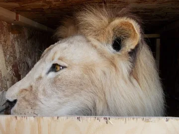 Задържаха препариран лъв на "Капитан Андреево"