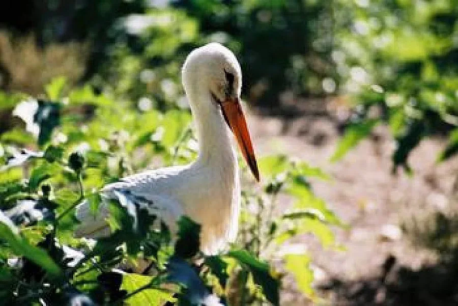 Експерти ще извършат преброяване на белите щъркели в Джебел и Кирково