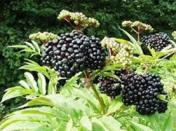 Топ 10 на най-лечебните билки