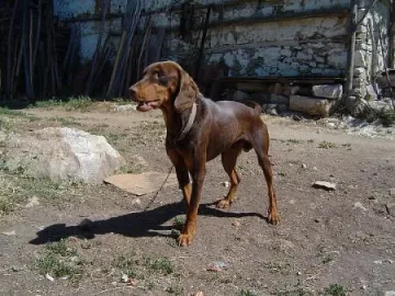 Крадат ловни кучета, продават ги в Гърция