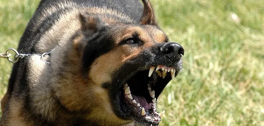 Жена от Ардино е била нахапана жестоко от побесняло домашно куче