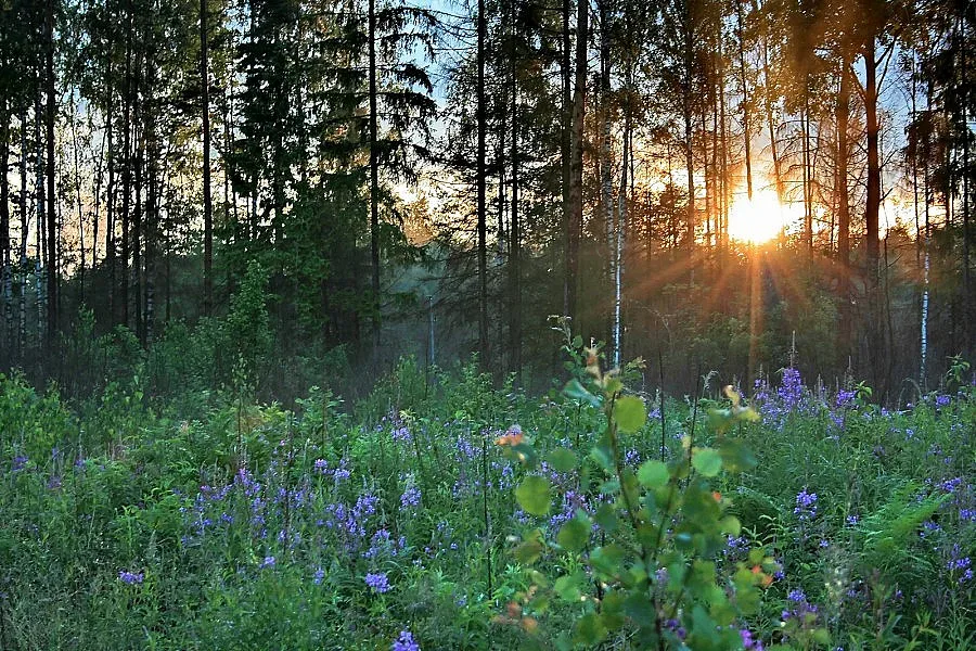 Еньовски фантазии с дърворезби и бижута в Делчево