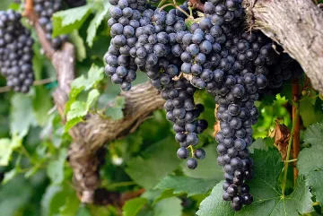 Кметове стягат охрана на лозята край Катунци