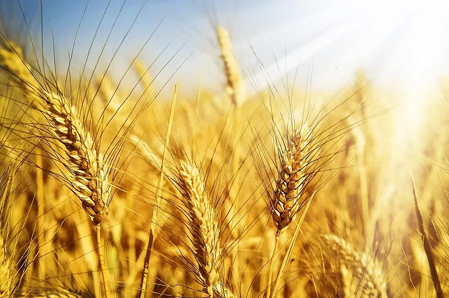 Очакват отлична реколта от пшеница