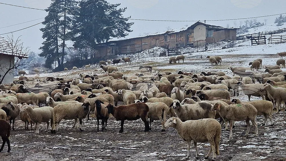 Голяма новина за животните край Велинград. Нови мерки