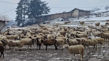 Голяма новина за животните край Велинград. Нови мерки