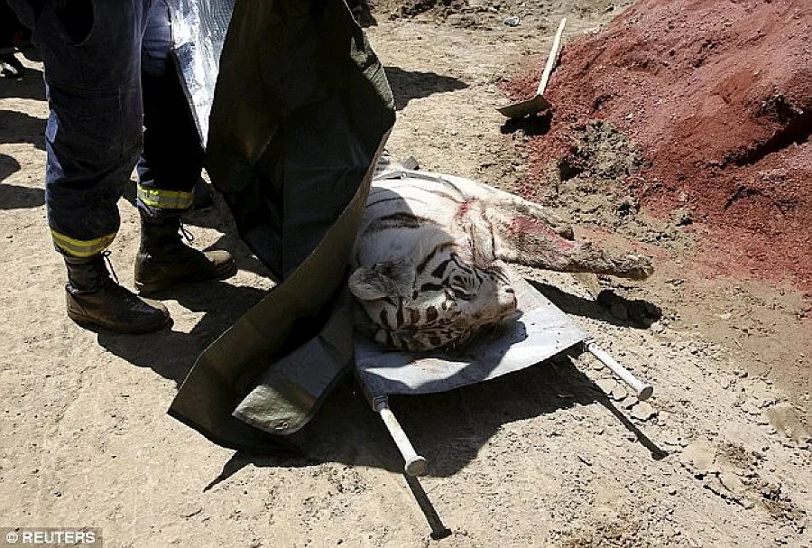 Тигър албинос уби човек в Тбилиси (ОБЗОР)