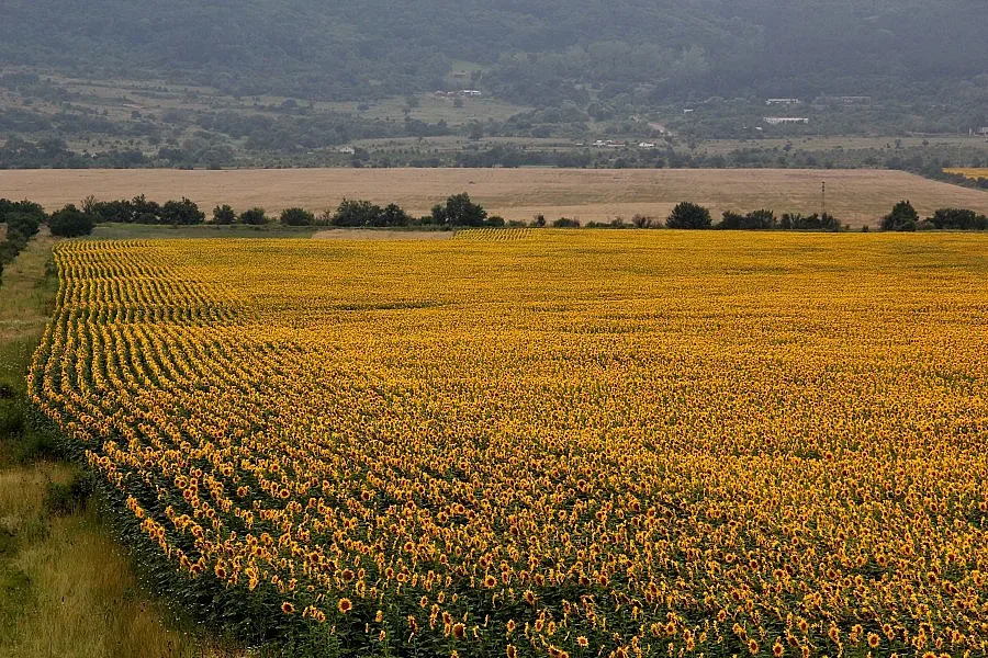 Двойно по-скъп е черноземът в Добричко