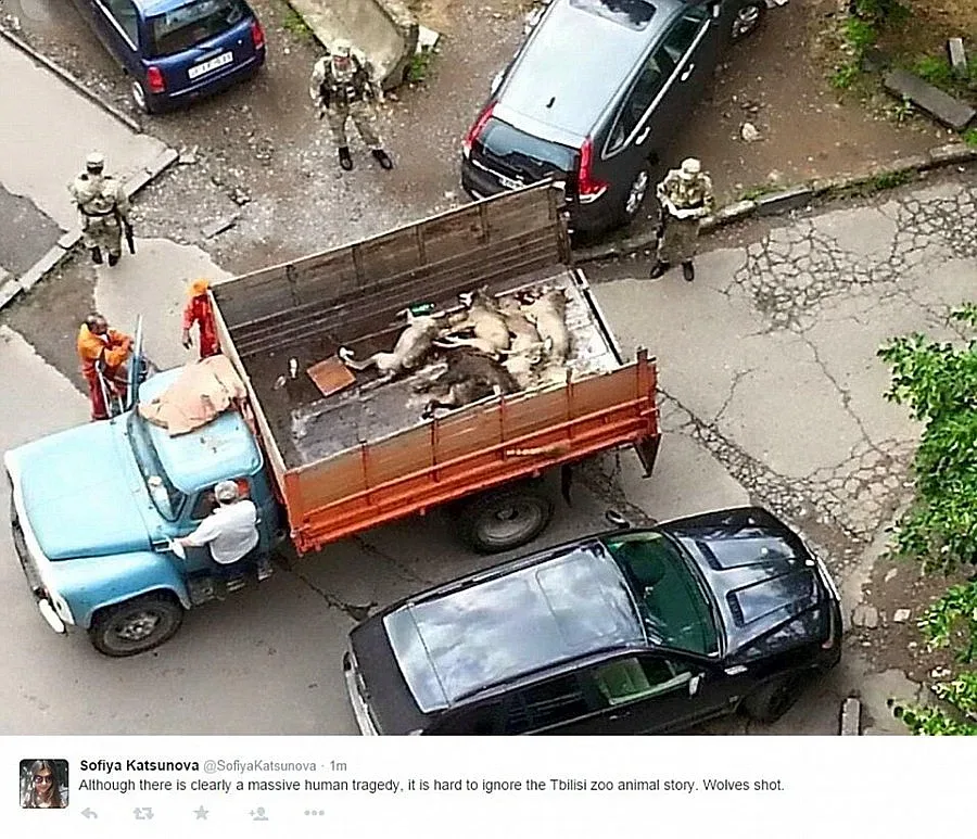 Водната стихия в Тбилиси пуснала на свобода над 20 хищници