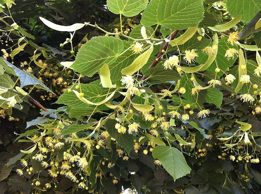 До 10 бона глоба за бране на липов цвят