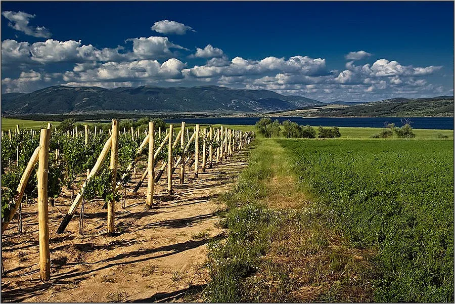 Инвеститор от Сибир сади лозя в Нови пазар